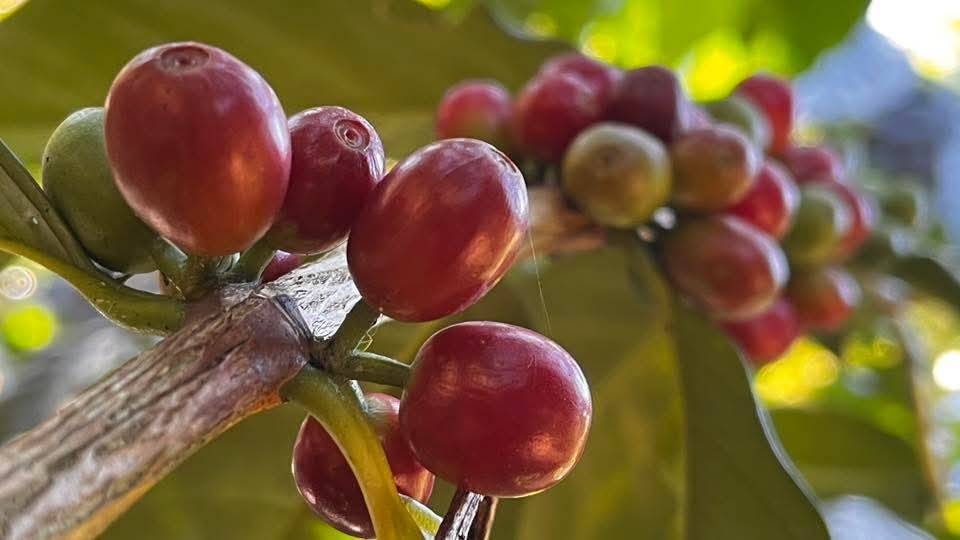 Cherries Macro Branch