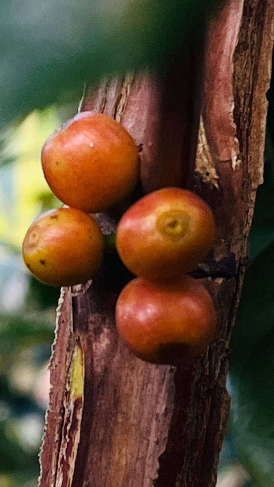 Fruit On Trunk