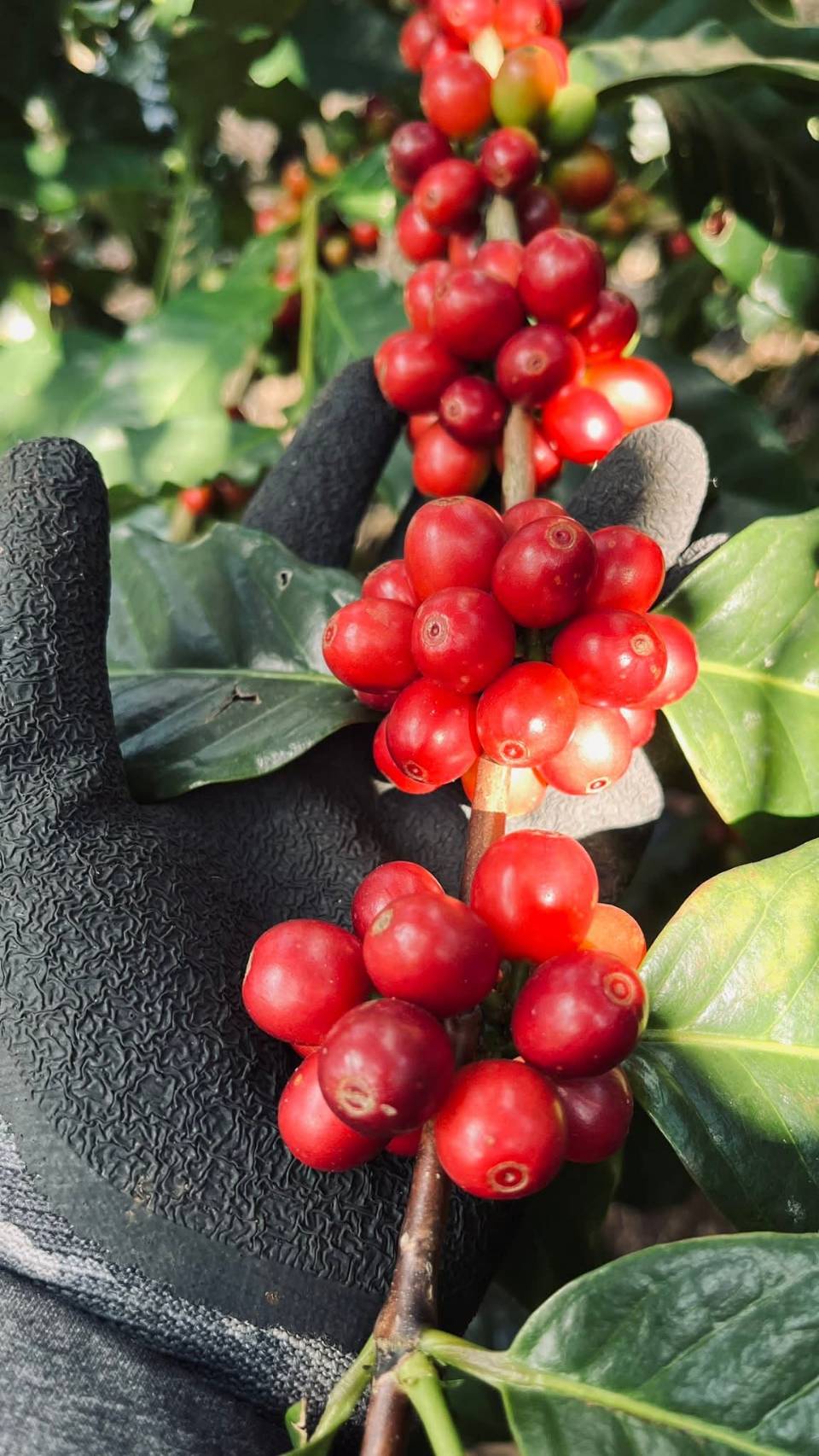 Gloved Hand Harvest