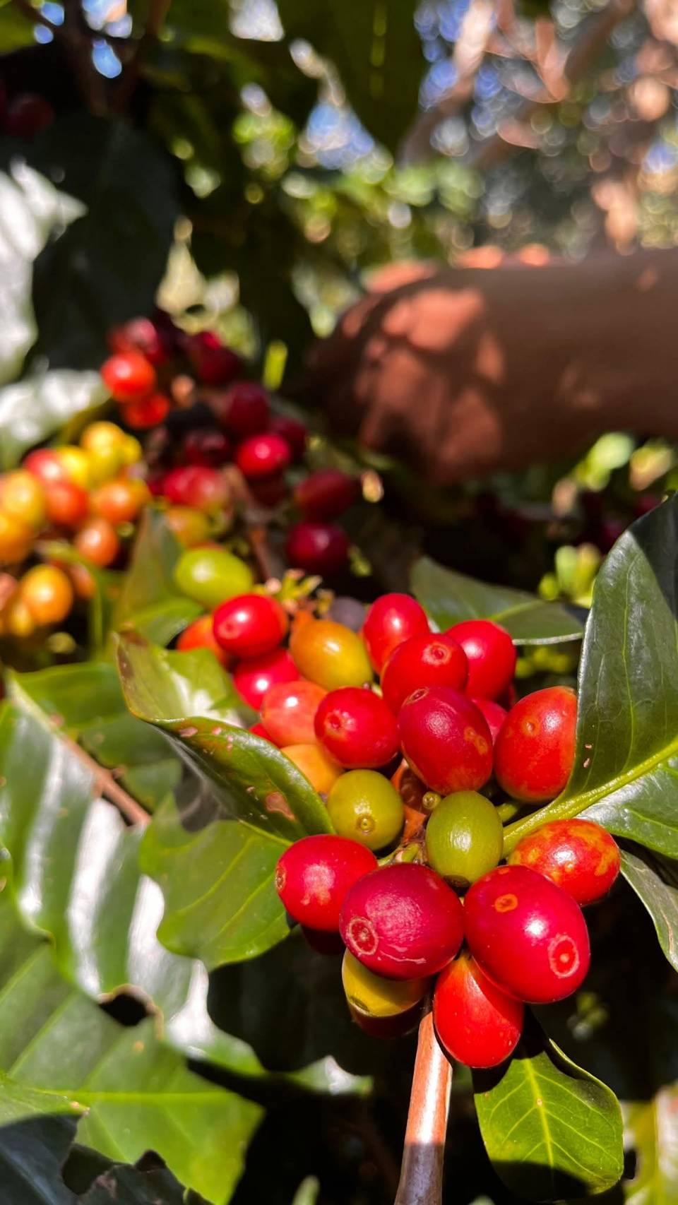 Hand Picking Cherries