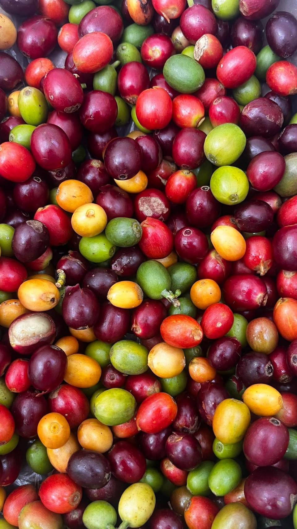 Harvested Cherries Pile
