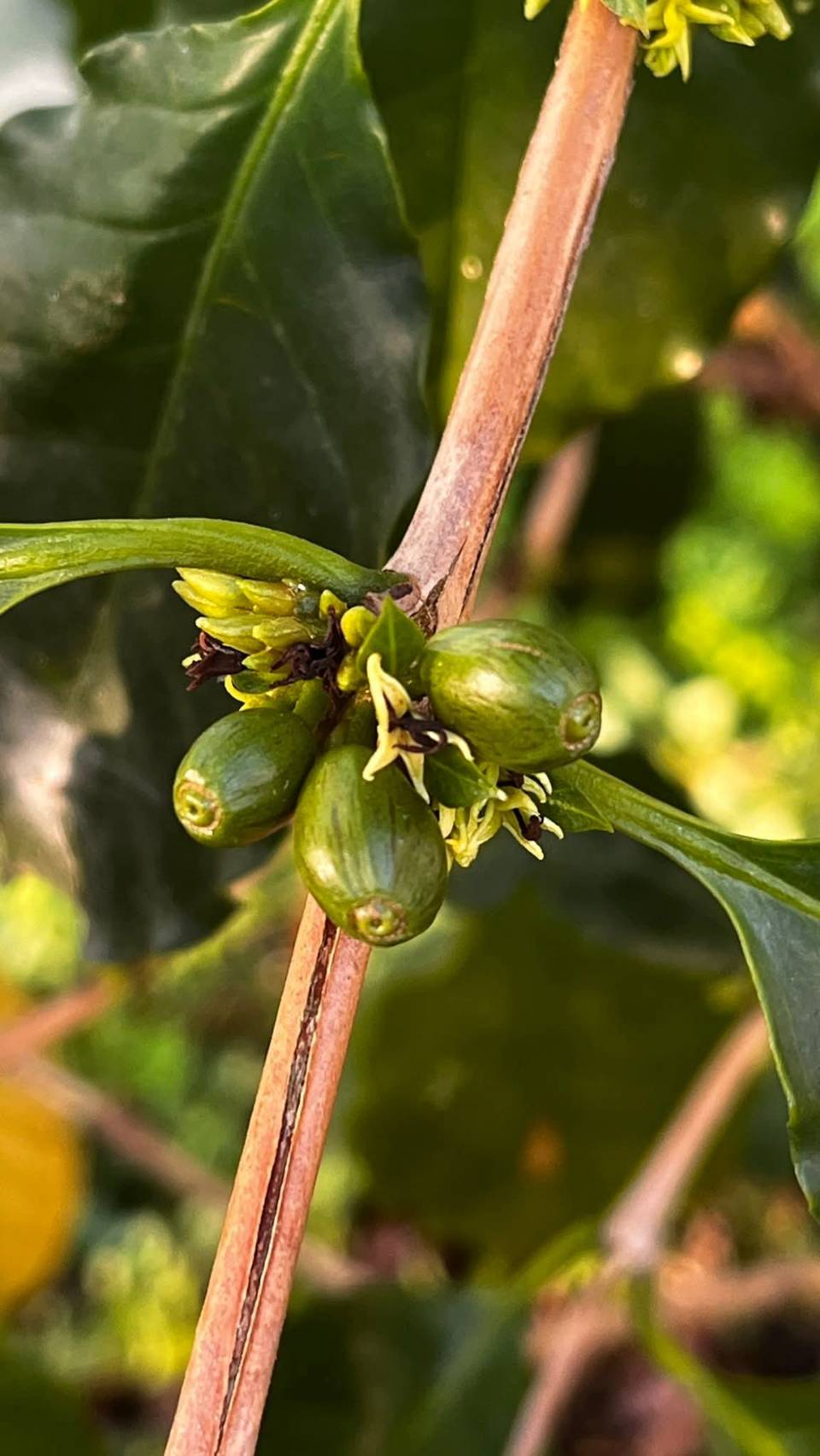 Young Green Cherries